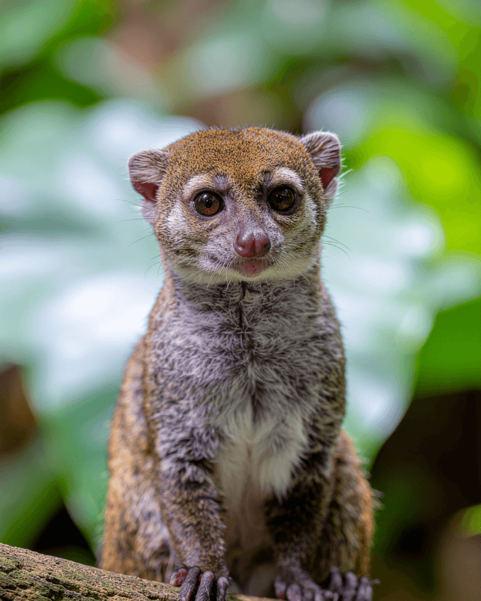 Up Wildlife Circuit