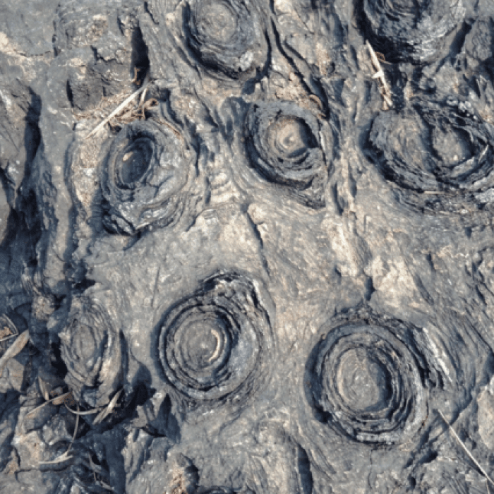 Salkhan Fossils & Forts Tour