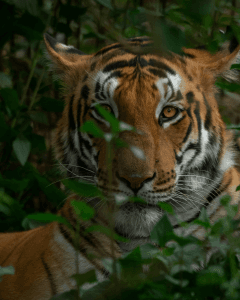 Dudhwa–Pilibhit Wildlife Circuit