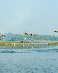 Hastinapur – Okhla Bird Sanctuary Circuit