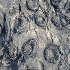 Salkhan Fossils & Forts Tour