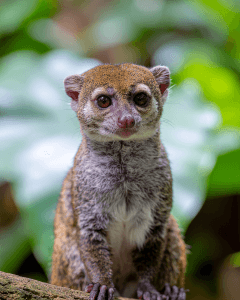 Up Wildlife Circuit