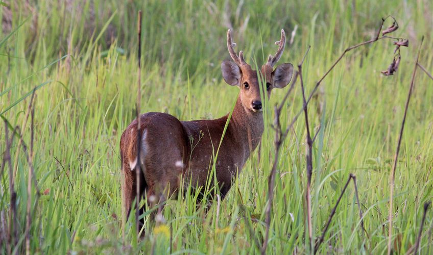 Assam Wildlife